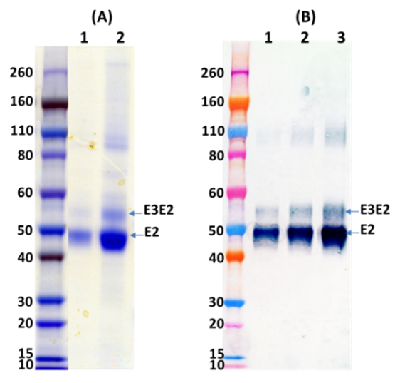 Recombinant WEEV E2 GP (E3E2) - (mammalian) - Figure 1 of 1