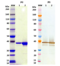 Recombinant Zaire Ebola virus VP40 - Figure 1 of 1