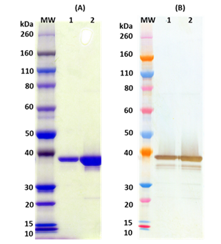 Recombinant Zaire Ebola virus VP40 - Figure 1 of 1