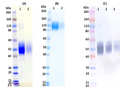 Recombinant EBOV Soluble GP (sGP) - Figure 1 of 1