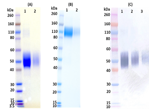 Recombinant EBOV Soluble GP (sGP) - Figure 1 of 1