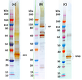 Marburg-Musoke virus-like particles (MMARV VLP) - Figure 1 of 1