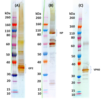 Marburg-Musoke virus-like particles (MMARV VLP) - Figure 1 of 1