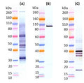 Sudan virus-like particles (SUDV VLP) - Figure 1 of 1