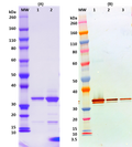 Recombinant MARV VP40 - Figure 1 of 1