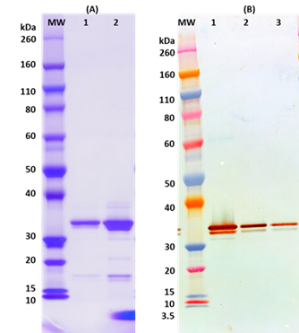Recombinant MARV VP40 - Figure 1 of 1