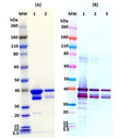 Recombinant SUDV VP40 - Figure 1 of 1