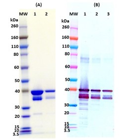 Recombinant SUDV VP40 - Figure 1 of 1