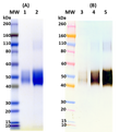 Recombinant SUDV Soluble GP (sGP) - Figure 1 of 1