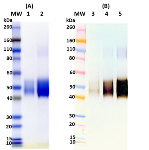 Recombinant SUDV Soluble GP (sGP) - Figure 1 of 1