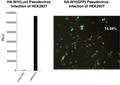 Nipah Virus-like particles (NiV) - Figure 1 of 1