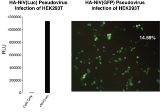Nipah Virus-like particles (NiV) - Figure 1 of 1