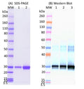 SARS-CoV2 RBD - Figure 1 of 1