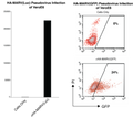 Marburg Virus-like particles (MARV) - Figure 1 of 1