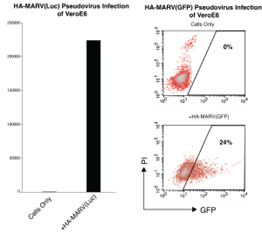Marburg Virus-like particles (MARV) - Figure 1 of 1