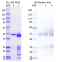 SARS-CoV2 N Protein - Figure 1 of 1