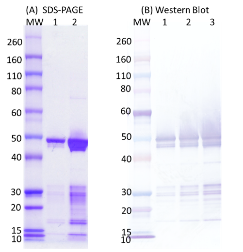 SARS-CoV2 N Protein - Figure 1 of 1