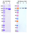 SARS-CoV2 FL Spike Protein - Figure 1 of 1