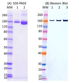 SARS-CoV2 FL Spike Protein - Figure 1 of 1