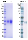 Nipah Virus Attachment G protein - Figure 1 of 1