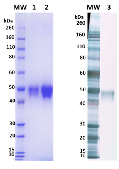 Nipah Virus Attachment G protein - Figure 1 of 1
