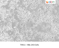 RBL-2H3 Cells | Applied Biological Materials (abm)