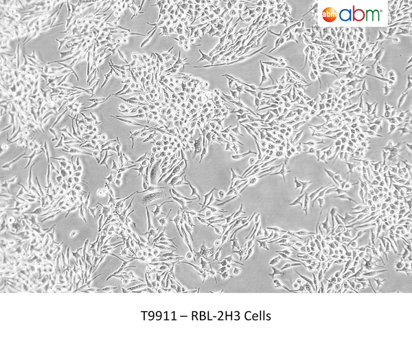 RBL-2H3 Cells | Applied Biological Materials (abm)