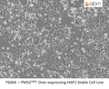 PMS2<sup>G86C</sup> Over-expressing HAP1 Stable Cell Line | Applied Biological Materials (abm)