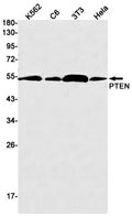 Recombinant PTEN Monoclonal Antibody – Figure 1 of 2