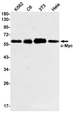 Recombinant c Myc Monoclonal Antibody – Figure 1 of 2
