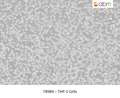 THP-1 Cells | Applied Biological Materials (abm)