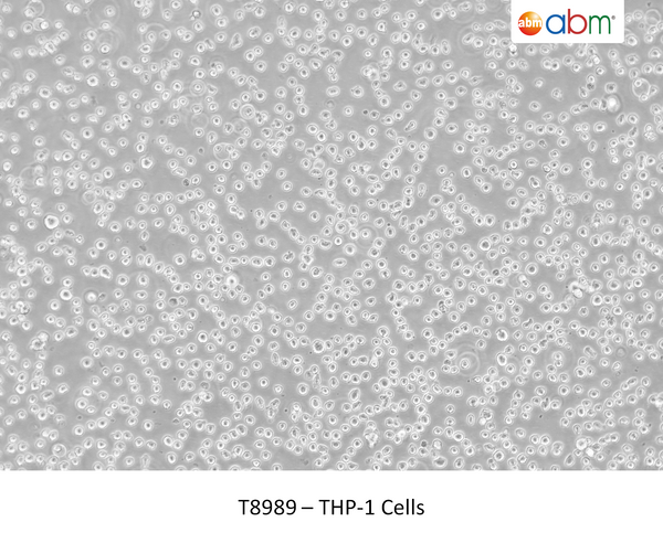 THP-1 Cells | Applied Biological Materials (abm)