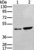 ZNF24 Polyclonal Antibody – Figure 1 of 4
