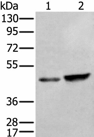 ZNF24 Polyclonal Antibody – Figure 1 of 4