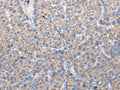 FKBPL Polyclonal Antibody – Figure 1 of 3
