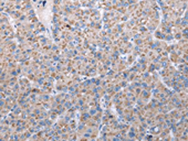 FKBPL Polyclonal Antibody – Figure 1 of 3