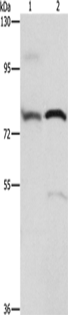 ATXN1 Polyclonal Antibody – Figure 1 of 4