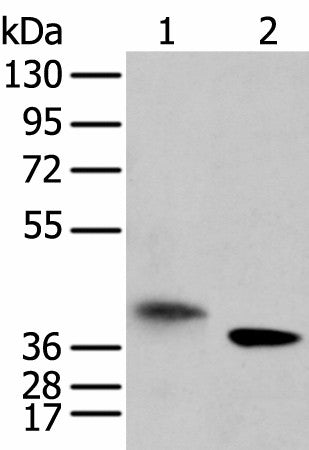 LRRC19 Polyclonal Antibody – Figure 1 of 4