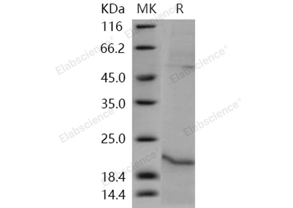 Recombinant Human Relaxin-1/RLN1 Protein (His Tag) – Figure 1 of 2