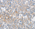 MUC5AC Polyclonal Antibody – Figure 1 of 2