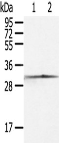 CASP3 Polyclonal Antibody – Figure 1 of 4