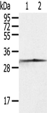 CASP3 Polyclonal Antibody – Figure 1 of 4