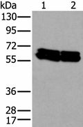 ZNF207 Polyclonal Antibody – Figure 1 of 3