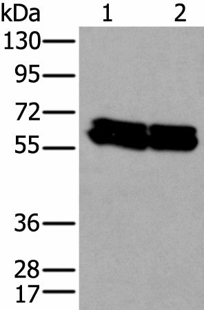 ZNF207 Polyclonal Antibody – Figure 1 of 3