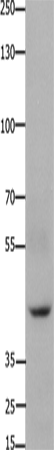 FOXD3 Polyclonal Antibody – Figure 1 of 2