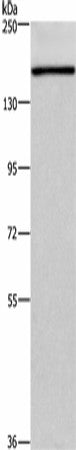 HDLBP Polyclonal Antibody – Figure 1 of 4