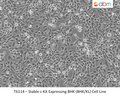 Stable c-Kit Expressing BHK (BHK/KL) Cell Line | Applied Biological Materials (abm)