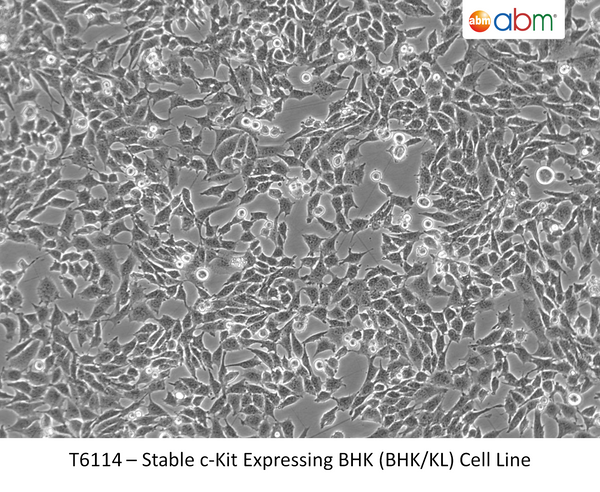 Stable c-Kit Expressing BHK (BHK/KL) Cell Line | Applied Biological Materials (abm)