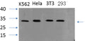 PYCARD Polyclonal Antibody – Figure 1 of 3