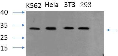 PYCARD Polyclonal Antibody – Figure 1 of 3